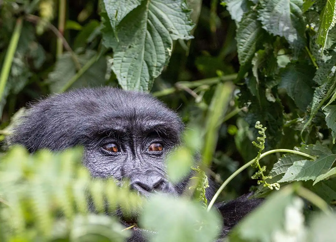 gorilla close in a thicket